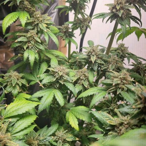  black  magic with unknown strains  growlog timeline photo