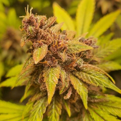  black  magic with unknown strains  growlog timeline photo