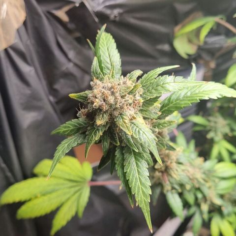  black  magic with unknown strains  growlog timeline photo