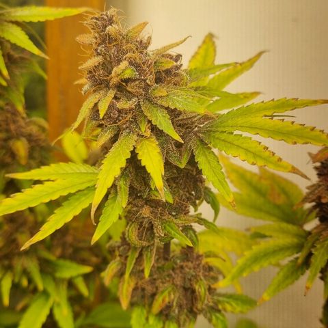  black  magic with unknown strains  growlog timeline photo