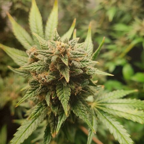  black  magic with unknown strains  growlog timeline photo