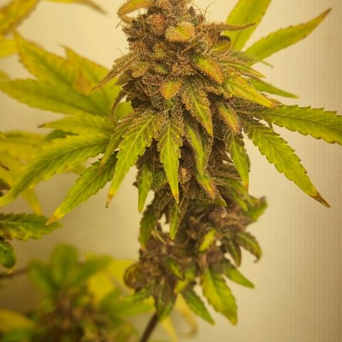  black  magic with unknown strains  growlog timeline photo