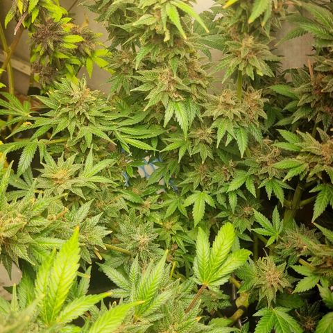  black  magic with unknown strains  growlog timeline photo