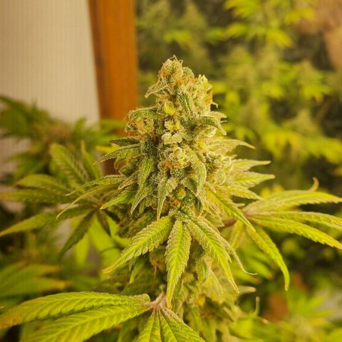  black  magic with unknown strains  growlog timeline photo