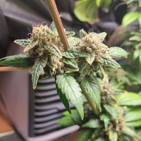  black  magic with unknown strains  growlog timeline photo