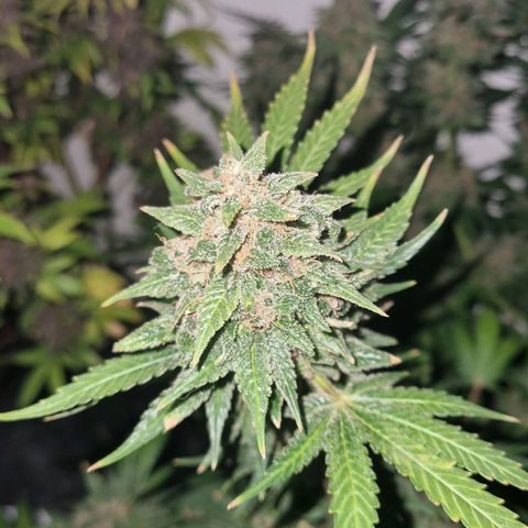 black  magic with unknown strains  growlog timeline photo