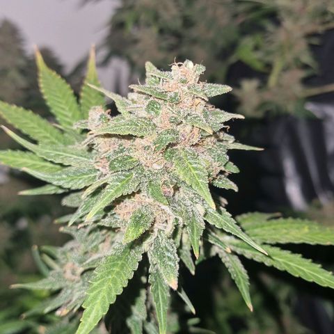  black  magic with unknown strains  growlog timeline photo