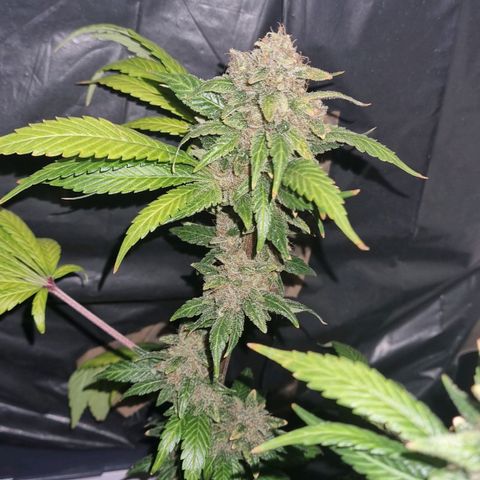 black  magic with unknown strains  growlog timeline photo