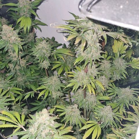 black  magic with unknown strains  growlog timeline photo