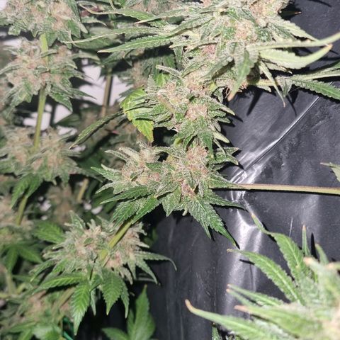  black  magic with unknown strains  growlog timeline photo