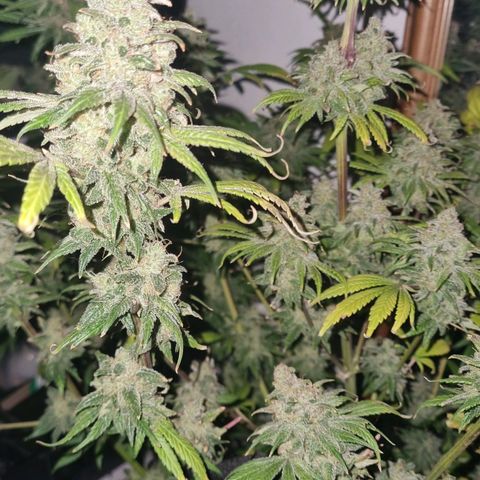  black  magic with unknown strains  growlog timeline photo