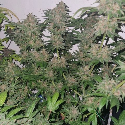  black  magic with unknown strains  growlog timeline photo