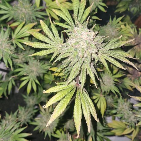  black  magic with unknown strains  growlog timeline photo