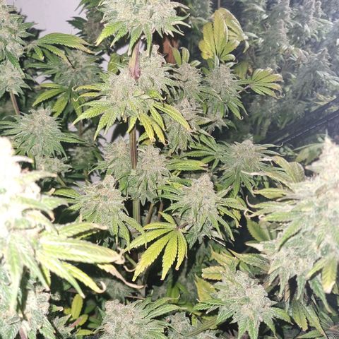  black  magic with unknown strains  growlog timeline photo