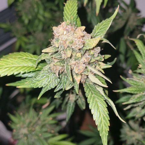  black  magic with unknown strains  growlog timeline photo