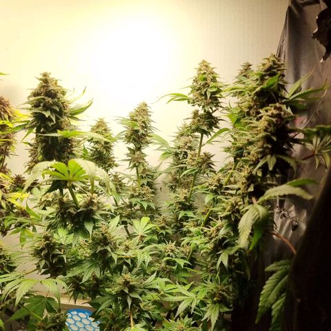  black  magic with unknown strains  growlog timeline photo