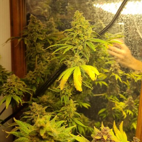  black  magic with unknown strains  growlog timeline photo