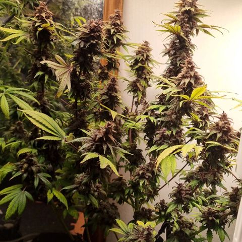  black  magic with unknown strains  growlog timeline photo
