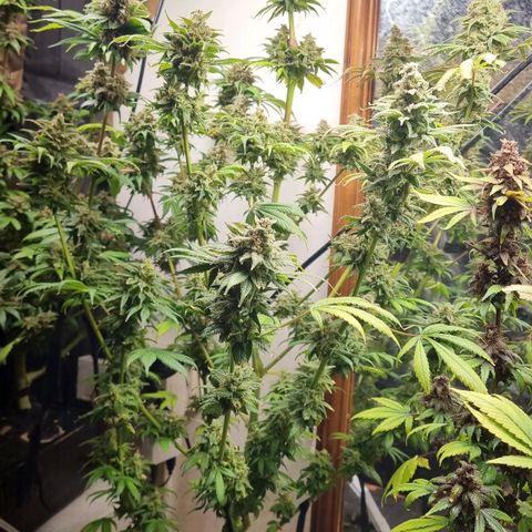  black  magic with unknown strains  growlog timeline photo
