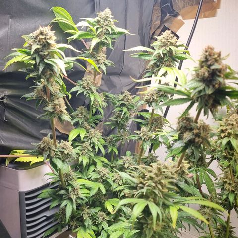  black  magic with unknown strains  growlog timeline photo