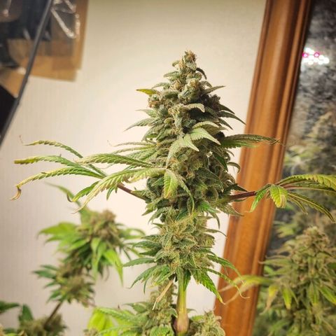  black  magic with unknown strains  growlog timeline photo