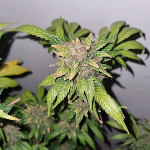  black  magic with unknown strains  growlog timeline photo