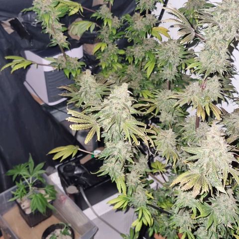  black  magic with unknown strains  growlog timeline photo