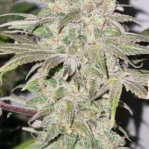  black  magic with unknown strains  growlog timeline photo