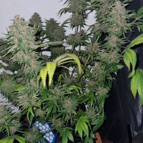  black  magic with unknown strains  growlog timeline photo
