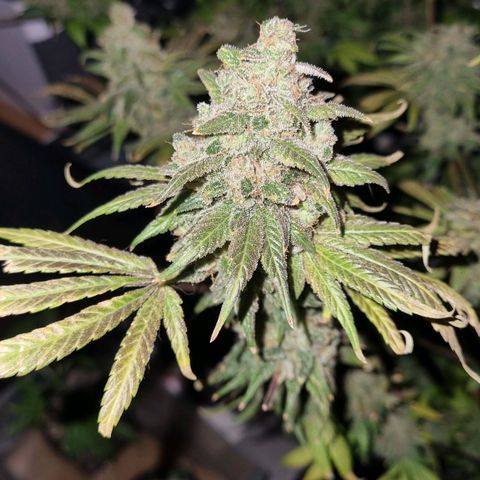 black  magic with unknown strains  growlog timeline photo
