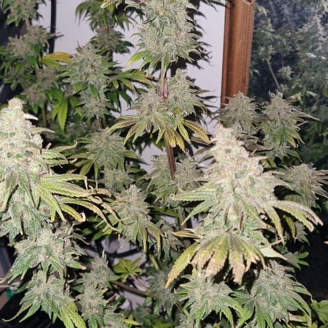  black  magic with unknown strains  growlog timeline photo