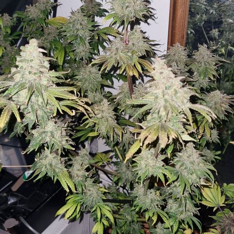  black  magic with unknown strains  growlog timeline photo