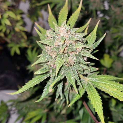  black  magic with unknown strains  growlog timeline photo