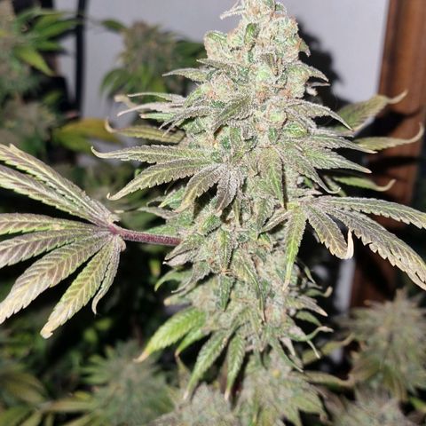  black  magic with unknown strains  growlog timeline photo