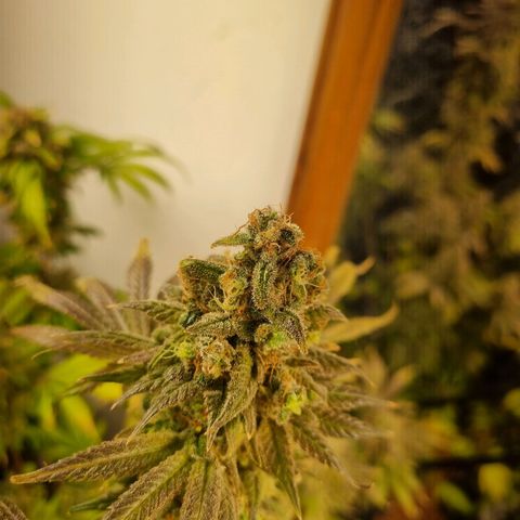  black  magic with unknown strains  growlog timeline photo