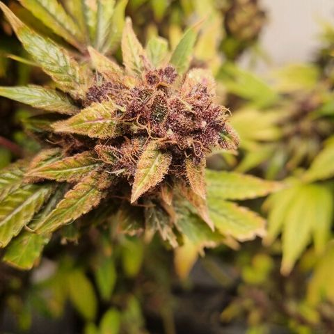  black  magic with unknown strains  growlog timeline photo