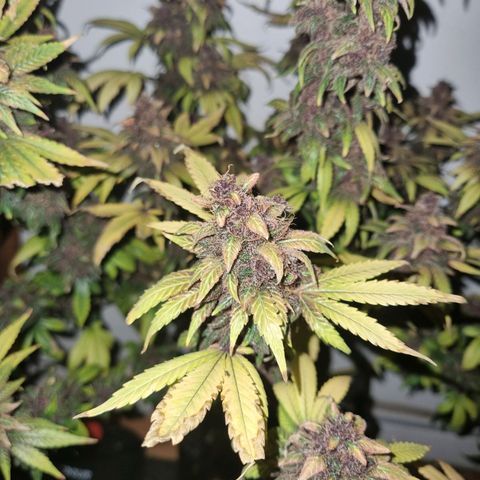  black  magic with unknown strains  growlog timeline photo