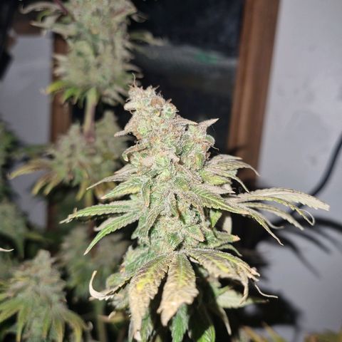  black  magic with unknown strains  growlog timeline photo
