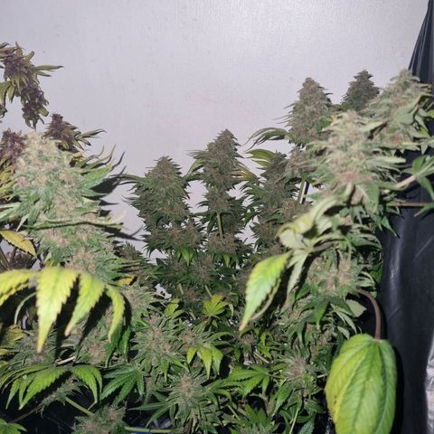  black  magic with unknown strains  growlog timeline photo