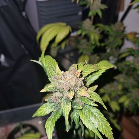  black  magic with unknown strains  growlog timeline photo