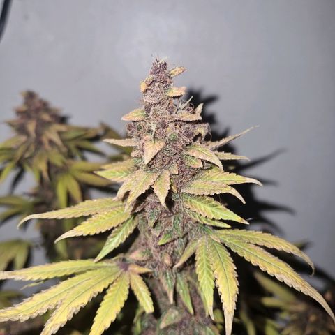  black  magic with unknown strains  growlog timeline photo