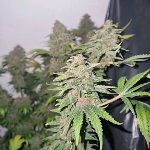  black  magic with unknown strains  growlog timeline photo