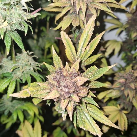  black  magic with unknown strains  growlog timeline photo