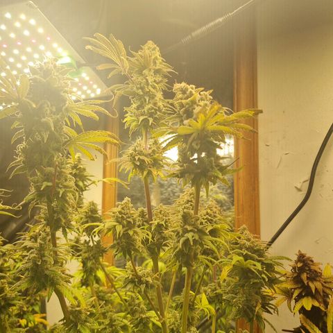 black  magic with unknown strains  growlog timeline photo