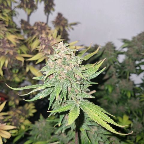  black  magic with unknown strains  growlog timeline photo