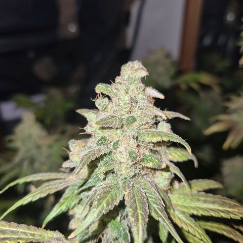  black  magic with unknown strains  growlog timeline photo