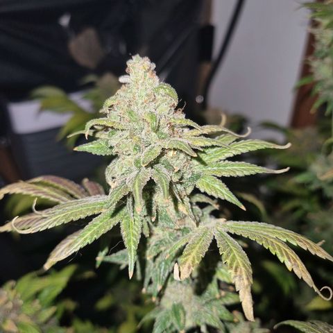  black  magic with unknown strains  growlog timeline photo