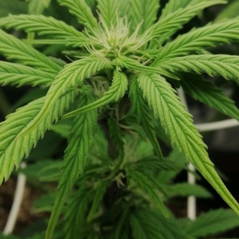 Special-Kush #1 (RQS)  growlog timeline photo