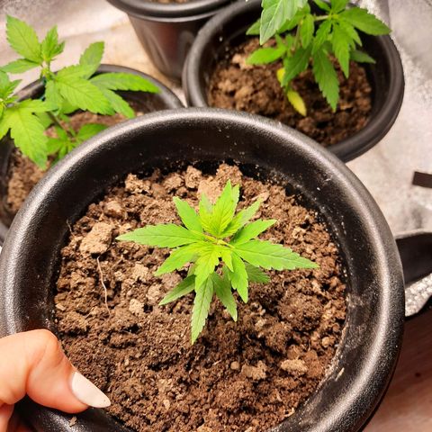 Astrid growlog photo: Rega de Nutrientes