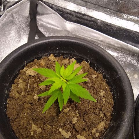 Astrid growlog photo: Rega de Nutrientes